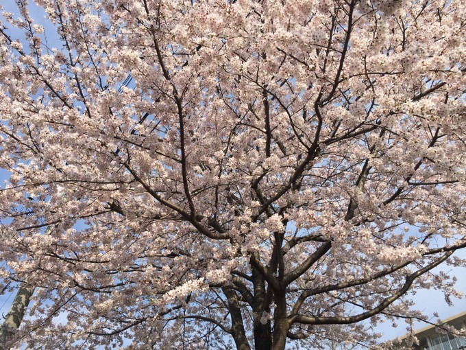 自宅近くの桜は満開