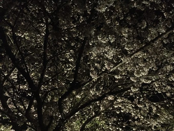 イレブンオートのサッカーコート近くの夜桜