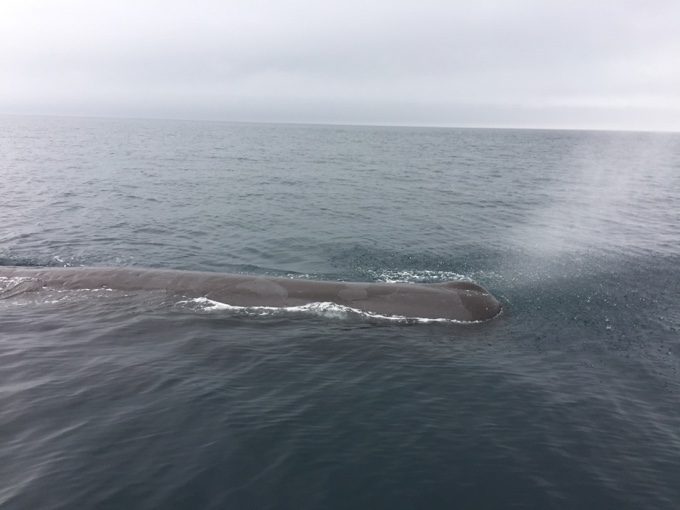 オホーツク海でホエールウォッチング