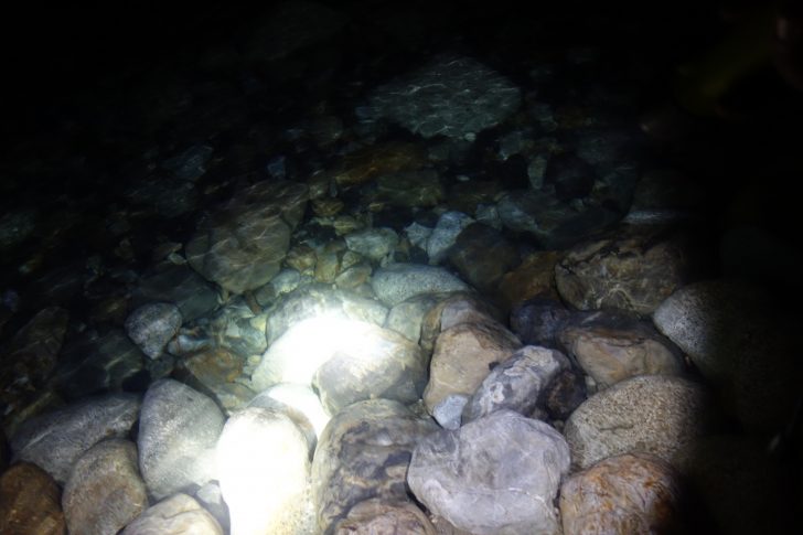 銚子川の岩場をライトで当てるとテナガエビの目が光る