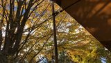 秋のスウィートグラスでハロウィンキャンプ